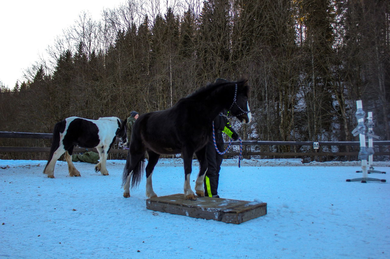 Nytt kurs i mars - Jobb med hesten fra bakken